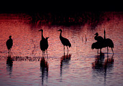 Sandhill Cranes - Bosque del Apache - New Mexico Photograph by Steven Ralser