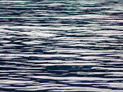 Scanning for Whales Photograph by Rick Locke - Out of the Corner of My Eye