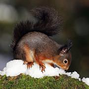 Scottish Red Squirrel in snow Photograph by Grant Glendinning