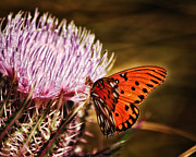 Silent Landing Photograph by Ghostwinds Photography