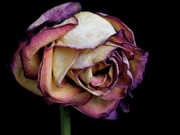 Slow Fade Photograph by Rona Black