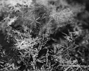 Snow Constellation Photograph by Rona Black