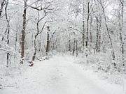 Snow in the Park Photograph by Raymond Salani III