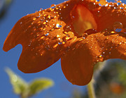 So What Rhymes with Orange Anyway Photograph by Joe Schofield
