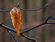 Solitary Leaf Photograph by Flees Photos