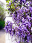 Spring Wisteria Photograph by Jessica Jenney