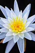 Star On The Water Photograph by Jeff Sinon