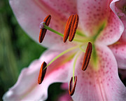 Stargazer Photograph by Rona Black