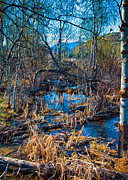 Streaming Beauty Photograph by Omaste Witkowski