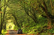 Subaru In The Rainforest Photograph by Adam Jewell