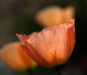 Suenos de Flores Photograph by Joe Schofield