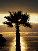 Sun and Palm and Sea Photograph by Joe Schofield