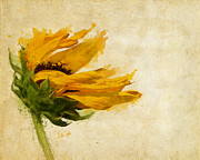 Sunflower Breezes Digital Art by Nikki Marie Smith
