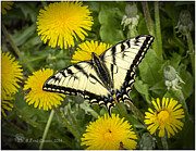 Swallowtail Butterfly Photograph by Fred Denner