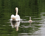 Swan Song Photograph by Rona Black