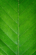 Symmetry   #2 Photograph by Jeff Sinon