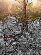 Taproot Photograph by Mary Jo Allen