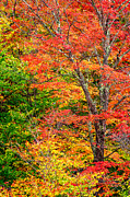 The Colors Of Autumn Photograph by Jeff Sinon