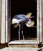 The Exterminators Photograph by Mary Lou Chmura