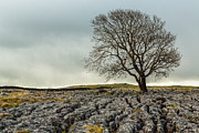 The lonely tree Photograph by Sue Leonard