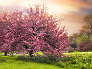 The Orchard Photograph by Jessica Jenney