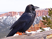 The Raven Photograph by Rona Black