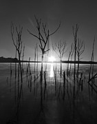 The Star Arrives Photograph by Raymond Salani III