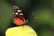 Tiger longwing Photograph by Grant Glendinning