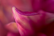 Translucent Photograph by Mary Jo Allen