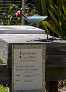 Trowel Bird Photograph by Steven Ralser