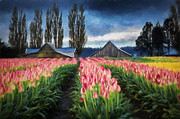 Tulip Farm Photograph by Mary Jo Allen