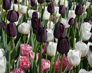 Tulips III Photograph by Richard Reeve