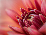 Uplifting Photograph by Mary Jo Allen