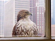 Urban Red-tailed Hawk Photograph by Rona Black