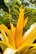 Vibrant Veg -3 Photograph by Shirley Mitchell