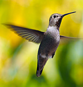 Watching You Photograph by Joe Schofield