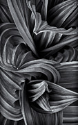 Wavy Not So Green Photograph by Jeff Sinon