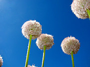 Western Pasque Photograph by Lisa Chorny