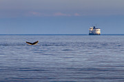 Whale Tail at Sunset in Alaska Photograph by Darcy Michaelchuk
