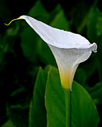 White Calla Photograph by Rona Black