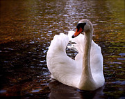 White Swan Photograph by Rona Black