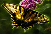 Winged Beauty Photograph by Joann Copeland-Paul