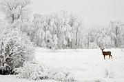 Winter Doe Photograph by Mary Jo Allen