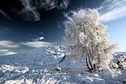 Winter Landscape Photograph by Grant Glendinning