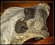 Wolf Bone Photograph by Fred Denner