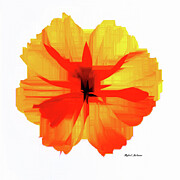 Yellow Hibiscus Digital Art by Rafael Salazar