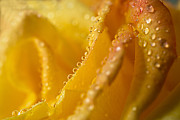 Yellow Rose Dew Photograph by Mary Jo Allen
