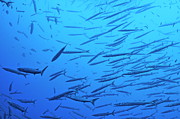School of barracudas in Mediterranean Sea #1 Photograph by Sami Sarkis Photography