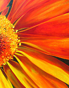 African Daisy Painting by Raette Meredith