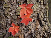 Autumn Leaves Photograph by Richard Reeve